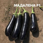 Мадалена F1 насіння баклажана середнього (Vilmorin)