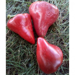 Малинове серце насіння перцю солодкого (GL Seeds)