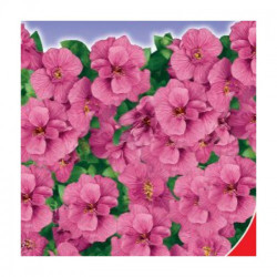 Манон насіння обрієти (GL Seeds)