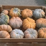 Маноск F1 Organic насіння гарбуза мускатного тип Мускат де Прованс середньораннього 115-120 дн. 5-6кг (Enza Zaden/Vitalis)