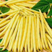 Масляный король семян фасоли спаржевой (GL Seeds)