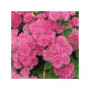 Агератум Мексиканський рожевий (pink) насіння одн. (Moravoseed)