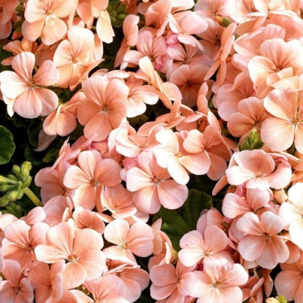 Мультіблум F1 лососева (Multibloom F1 salmon) насіння пеларгонії (Syngenta)