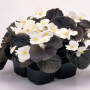 Найтлайф F1 біла (white) насіння бегонії (Benary)