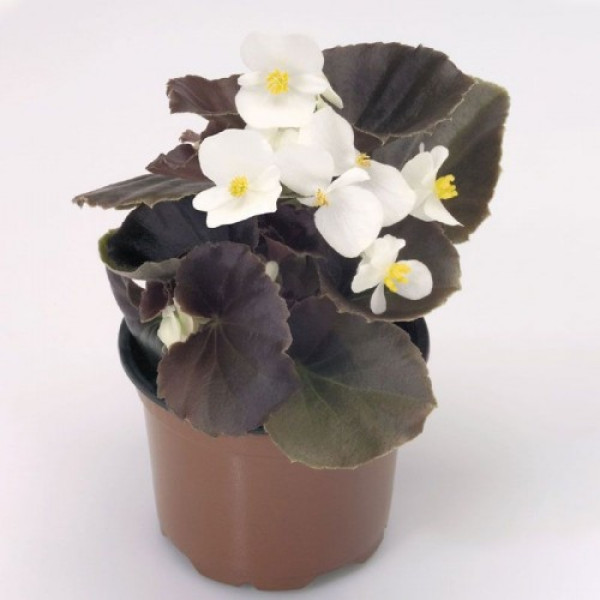 Найтлайф F1 біла (white) насіння бегонії (Benary)