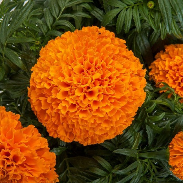 Ол Дабл насіння чорнобривців (Floragran)