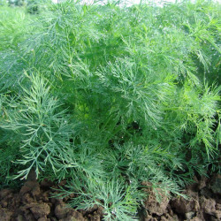 Олівер насіння кропу (Moravoseed)