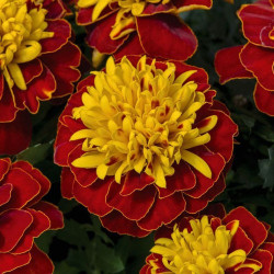 Оранж флейм (Orange Flame) насіння чорнобривців (Floragran)