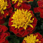 Оранж флейм (Orange Flame) насіння чорнобривців (Floragran)