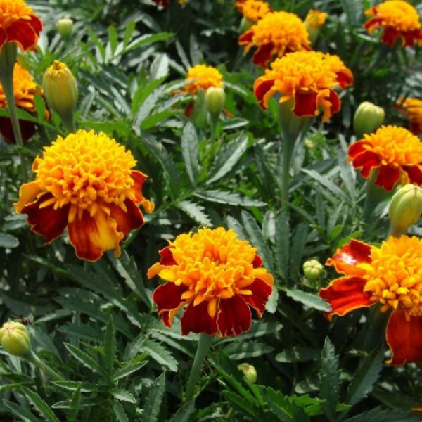 Оранж флейм (Orange Flame) насіння чорнобривців (Floragran)