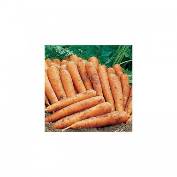 Памела семян моркови (Satimex СДБ)