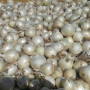 Примо Бланко F1 семена лука репчатого белого (LibraSeeds)