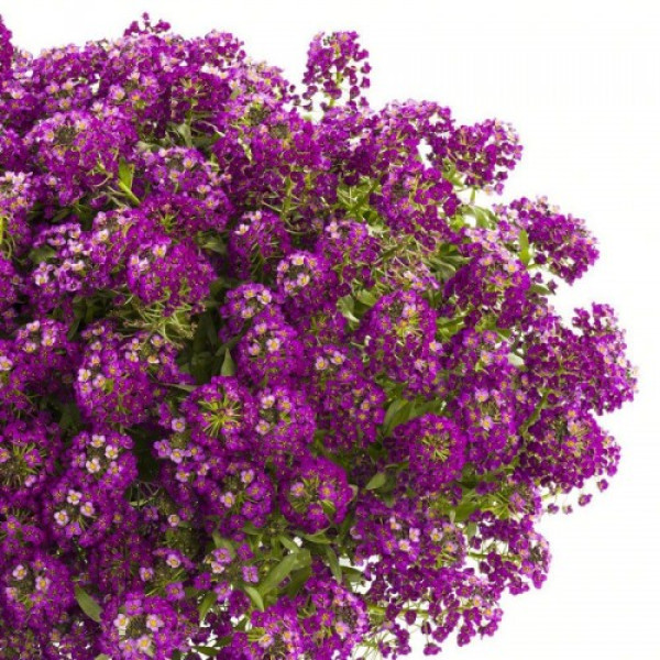Пурпурний (purple) насіння аліссума (Hem Zaden)