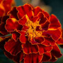 Ред Чері насіння чорнобривців (Floragran)