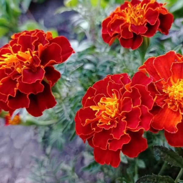 Ред Чері насіння чорнобривців (Floragran)