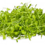 Сельдерей семян микрозеленый (Agrocity)