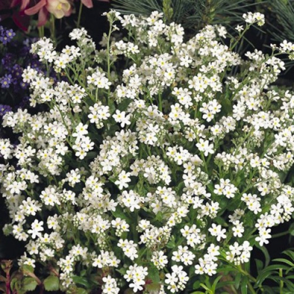 Сільва біла (white) насіння незабудки (Benary)