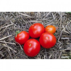 Скороспілка насіння помідора детермінантного (GL Seeds)