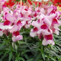 Снеппі F1 орхід флейм (orchid flame) насіння антирринума карликового (Hem Genetics)