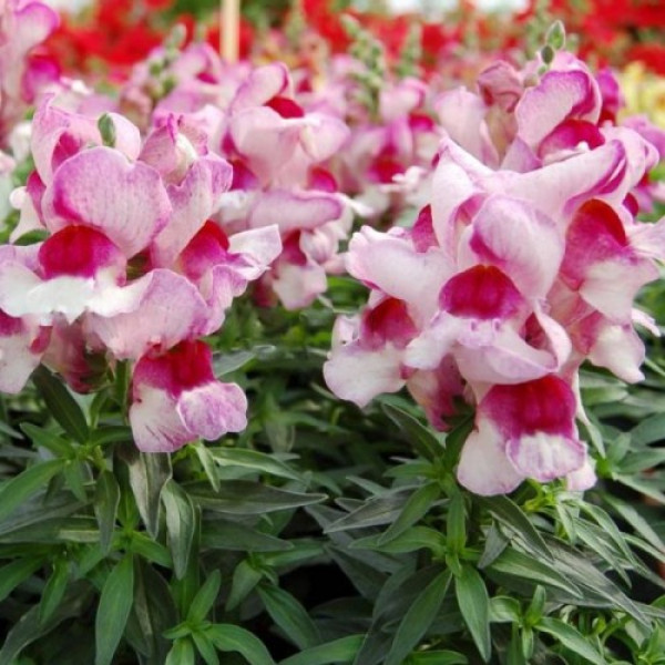 Снеппі F1 орхід флейм (orchid flame) насіння антирринума карликового (Hem Genetics)