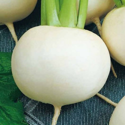 Снежный шар семян репы (Seedera)