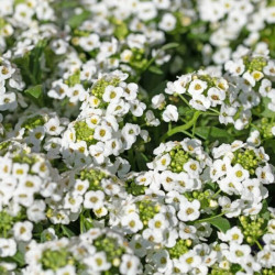 Сніговий килим білий (white) насіння аліссума (Hem Zaden)