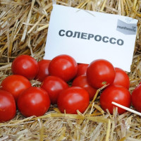Солероссо F1 насіння помідора дет. ультрараннього 90-95 дн. слив. 50-55 гр. дражоване червоного (Nunhems)