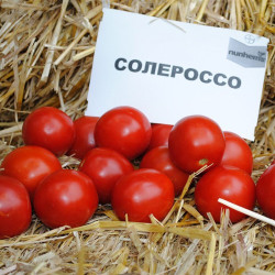 Солероссо F1 семена помидора дет. ультрараннего 90-95 дн. слив. 50-55 гр. дражированное красного (Nunhems)