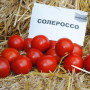 Солероссо F1 насіння помідора дет. ультрараннього 90-95 дн. слив. 50-55 гр. дражоване червоного (Nunhems)