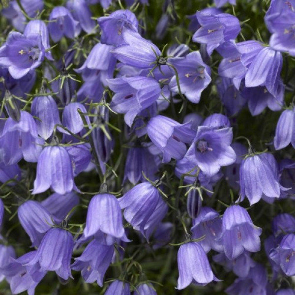 Свінгінг Беллс синій (blue) насіння дзвоника (Syngenta)