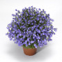 Свінгінг Беллс синій (blue) насіння дзвоника (Syngenta)