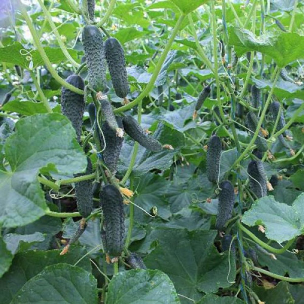 Тайгер F1 семена огурца партенокарпического (Takii Seeds)