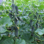 Тайгер F1 семена огурца партенокарпического (Takii Seeds)