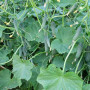 Тайгер F1 семена огурца партенокарпического (Takii Seeds)
