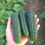 Тайгер F1 семена огурца партенокарпического (Takii Seeds)