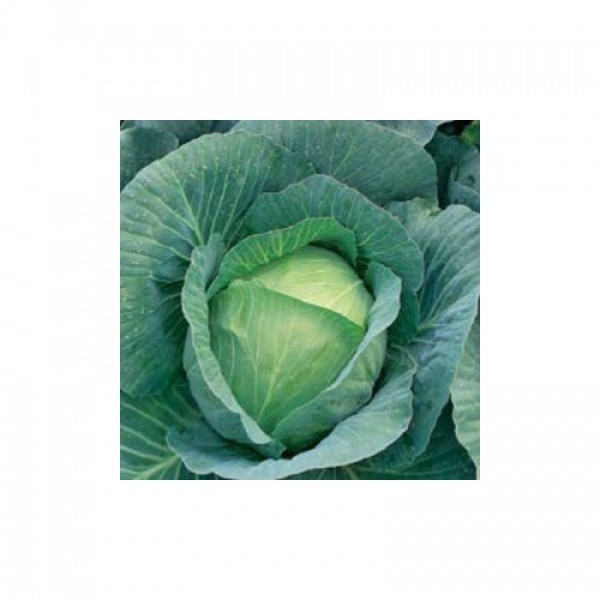 Тореадор F1 (Тореодор F1) насіння капусти б/г середньої 80-85 дн. 3-4 кг окр. (Syngenta)