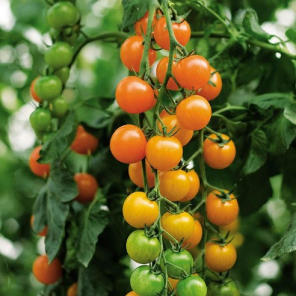 Торонжіна F1 Organic насіння томата індет. чері раннього окр. 15-20 гр. оранж. (Enza Zaden / Vitalis)