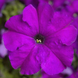 Трітунія F1 фіолетова (purple) насіння петунії грандіфлора (Syngenta)
