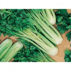 Триумф семян сельдерея черешкового (GL Seeds)