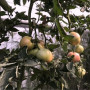 Дінеро 082 F1 (ТС 02-0082) насіння помідора індетермінантного (Solare Sementi)
