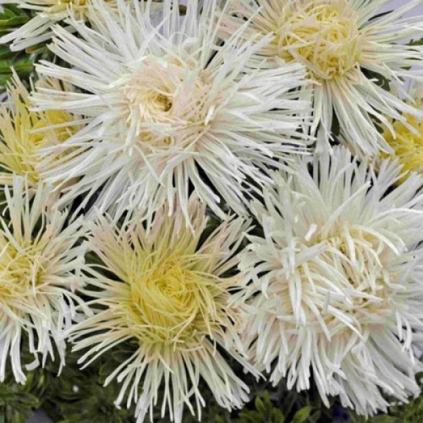 Валкірія біла (White) насіння айстри (Satimex)