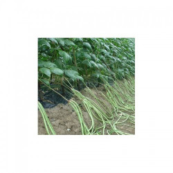 Шарлотта насіння вігни (GL Seeds)