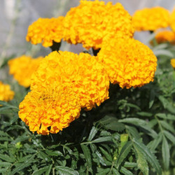 Золотий вік насіння чорнобривців (Floragran)