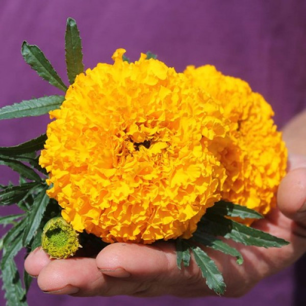 Золотий вік насіння чорнобривців (Floragran)