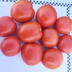9960 F1 насіння помідора детермінантного (Lark Seeds)