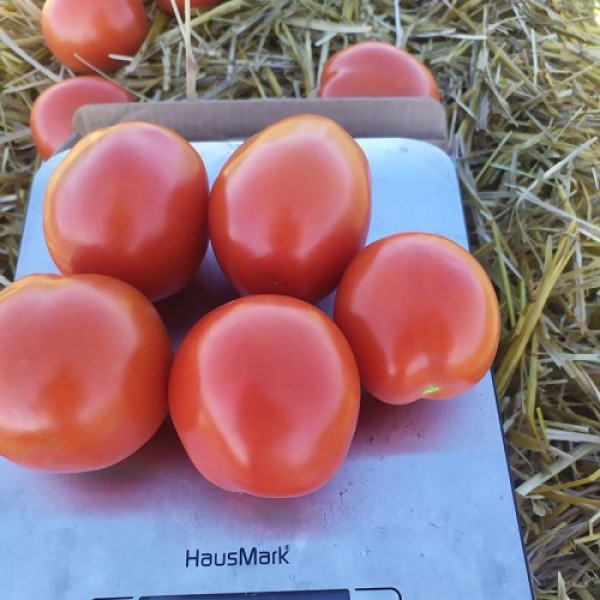 9960 F1 насіння помідора детермінантного (Lark Seeds)