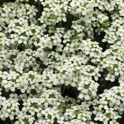 Айскьюб біла (white) насіння гутчінзіі (Syngenta)
