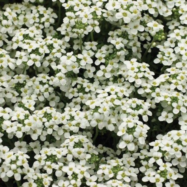 Айскьюб біла (white) насіння гутчінзіі (Syngenta)
