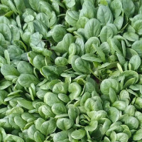 Акадия F1 Organic семян шпината (Enza Zaden/Vitalis)