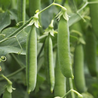 Амалфи семян гороха (Syngenta)